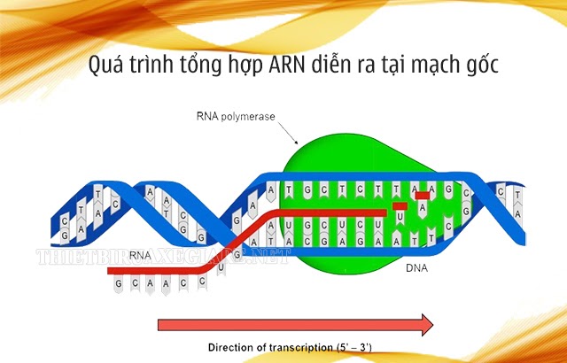 adn arn được tổng hợp từ mạch nào của gen