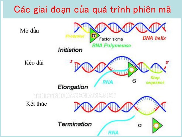 Các diễn biến của quá trình phiên mã ARN