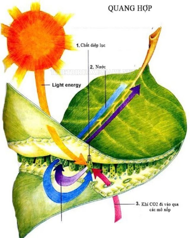 Quá trình quang hợp của thực vật