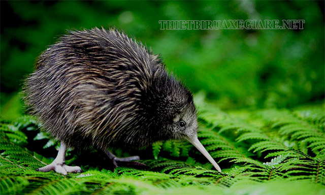 Kiwi là tên gọi của một loài chim sống phổ biến tại New Zealand