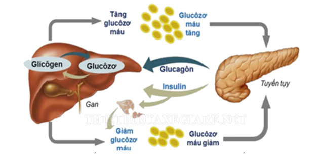 Insulin giúp chuyển glucose ở gan thành glycogen để dự trữ